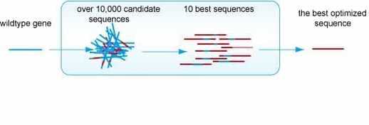 Codon Optimization